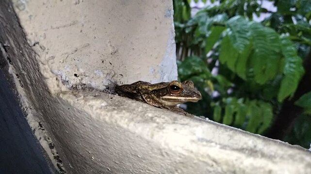 frog on a tree, lizard on a tree, frog on a wooden fence, Green frog. Vibrant green red-eyed tree frog with orange toes, isolated on transparent background