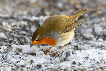 Ein Rotkehlchen in der Seitenansicht sucht auf vereisten Boden nach Nahrung