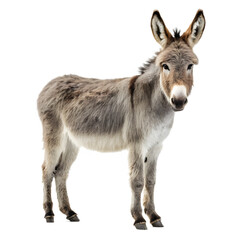 Obraz premium A full-body image of a donkey standing against a transparent background. The donkey has a grey coat with a white belly and legs.