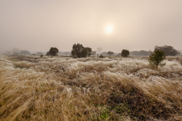The early morning sun low in the sky but obscured by a thick fog while frosty dew drops on the...