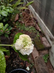 White Jasmine Flower After Rain