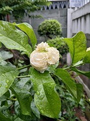White Jasmine Flower After Rain