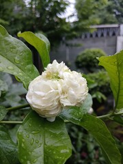 White Jasmine Flower After Rain