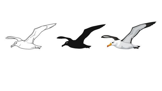 Set of three flying albatross or seagull illustrations outline, silhouette and full color realistic drawing