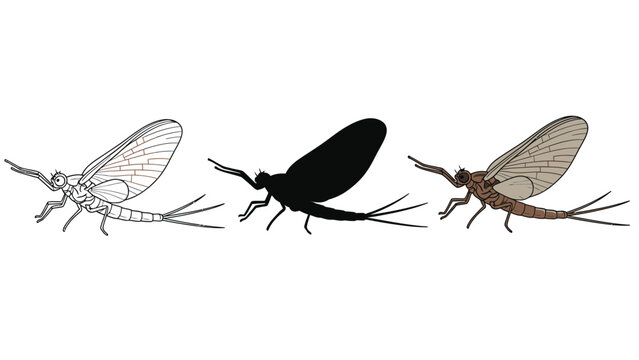 Three styles of mayfly illustration outline drawing, silhouette and detailed realistic rendering