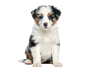 Obraz premium A fluffy, adorable puppy with blue eyes and a multi-colored coat sits looking directly at the viewer. It's on a black background