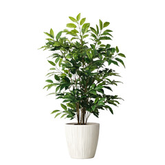 Fototapeta premium Lush Green Indoor Plant in Stylish White Pot for Home Decor