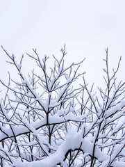 Bare branches coated in thick snow against a muted gray sky,  frost,  atmospheric