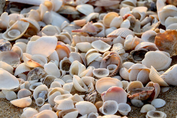 Seashells on the sand beach.