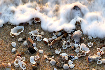 Seashells on the sand beach