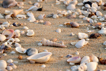 Seashells on the sand beach