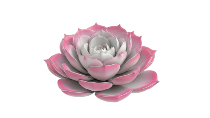 Pink Succulent Plant