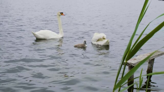 Full shot of a family of mute swans (two adults and one small cygnet) swimming gracefully on the calm, grey water of the Ros River in Ukraine. The natural setting includes tall green reeds in the fore