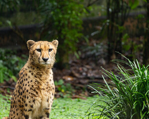 Cheetahs sitting in Singapore Zoo
