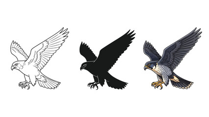 Obraz premium Set of three peregrine falcon illustrations line art, silhouette and full color drawing