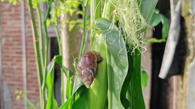 Small garden snail crawling on a vibrant green leaf after rain