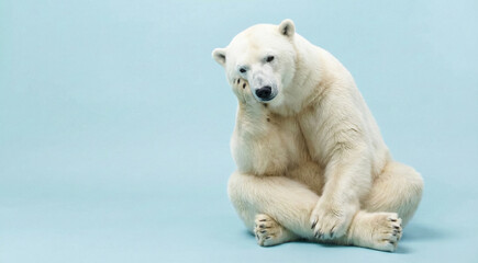 Worried Polar Bear Resting Its Head on Hand