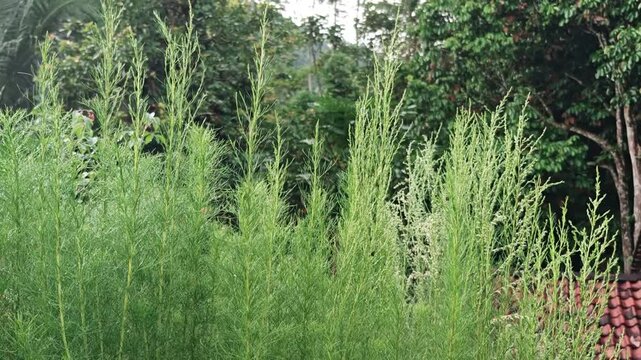 Green eupatorium capillifolium or dog fennel, in the morning garden