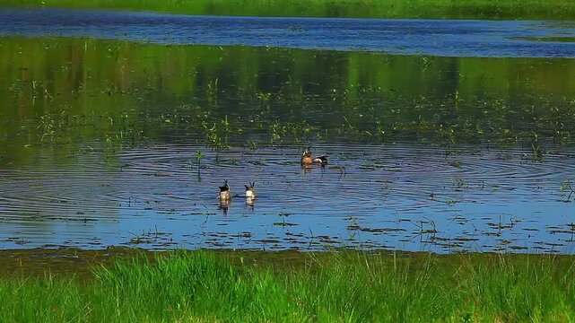 a video of seasonal duck swimming in a lake at Nisqually Natural Wildlife Preserve Washington State