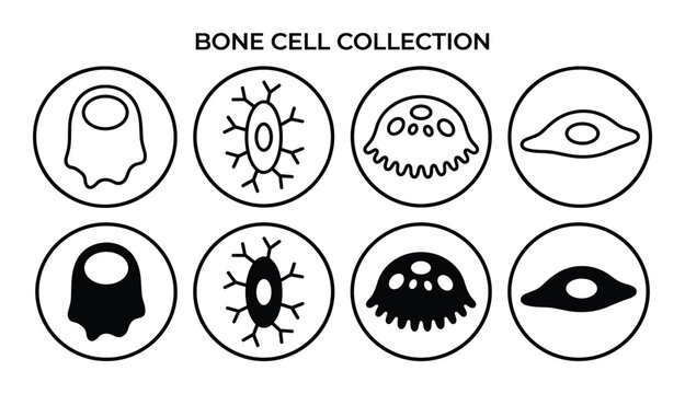 Bone cell collection vector illustration. Osteocytes, osteoblasts, osteoclasts, and lining cells