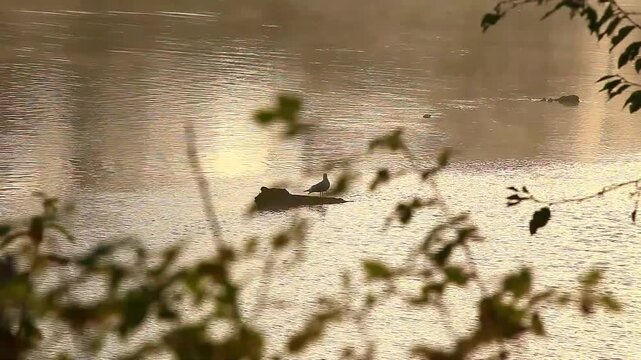 a video of a bird on a tree stump on a river at Nisqually Natural Wildlife Preserve Washington State