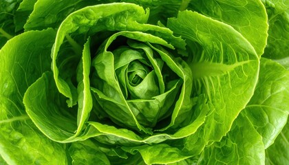 Romaine Lettuce Closeup.