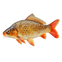 Carp fish Isolated on Transparent Background. PNG