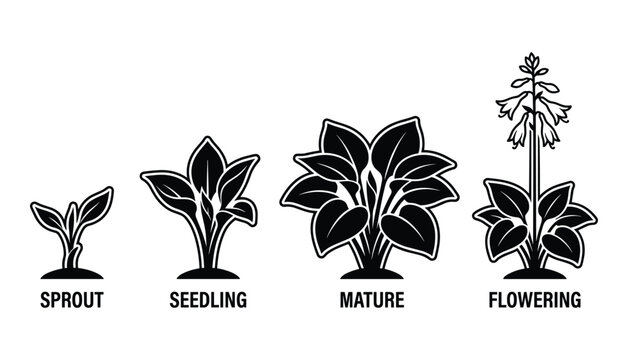 Hosta Plant Growth Stages, From Sprout to Flowering Vector Illustration