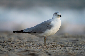 Low telephoto shot of a seagull on the beach