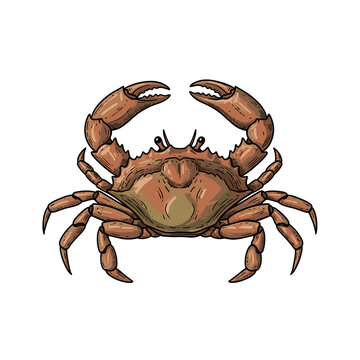Dressed Crab" Images  Browse 3,250 Stock Photos, Vectors, and Video |  Adobe Stock