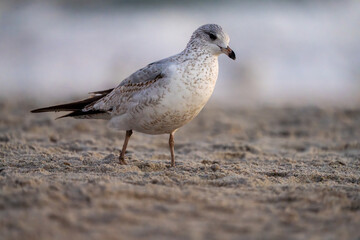 seagull on the beach sand