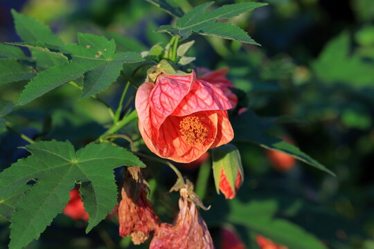 Beautiful Abutilon pictum (Flowering Maple), also known as Red Vein Indian Mallow or Chinese lantern