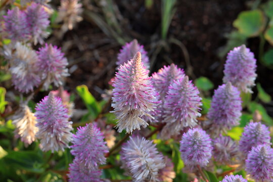 Ptilotus exaltatus, Tall Mulla Mulla, Pink Mulla Mulla in the garden