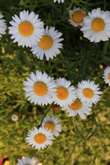 Obraz premium Close up beautiful daisy flower in the garden