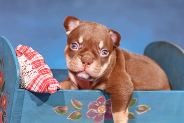  Mocca Orange Tan French Bulldog dog puppy in bed in front of blue background