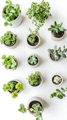 Collection of small succulent plants in pots