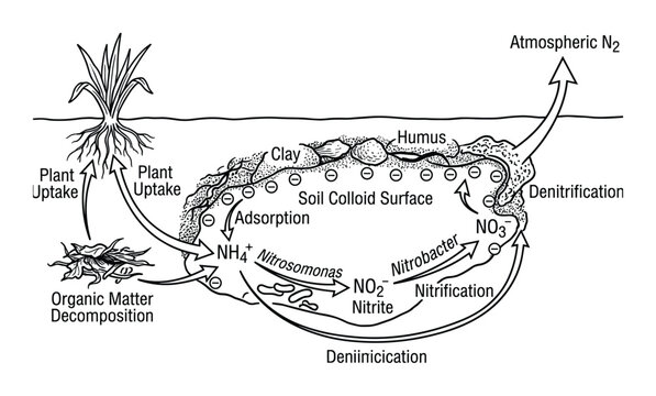 Nitrogen Cycle Diagram: Soil Microbes, Plant Uptake, and Atmospheric Conversion