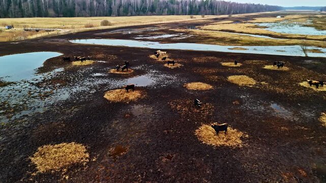 Cattle graze on small, circular patches of grassland in the marsh area. Aerial view.