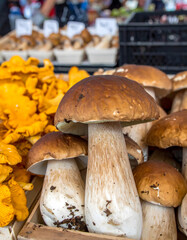 Fresh Porcini Mushrooms and Chanterelles Display at Farmers Market Stand

