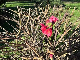 Chaenomeles japonica (Japanese quince or flowering quince) blooming with bright red flowers on bare branches in early spring. Ornamental shrub, seasonal garden plant, resilience and renewal in nature.