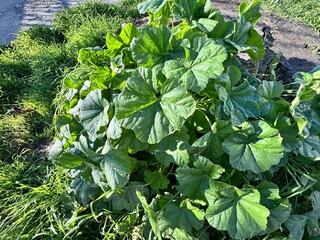 Malva sylvestris (common mallow or high mallow) with large green leaves growing wild along a grassy roadside. Medicinal and edible herb, traditional herbal plant, natural wild flora and urban nature c