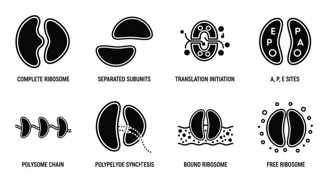 Ribosome Structure and Function Diagram with Translation Stages, Complete Ribosome, Subunits, and Polysome Chain