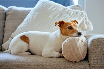 Jack Russell terrier dog resting on sofa in home interior with natural light. Small dog lying on beige couch resting its head on pillow