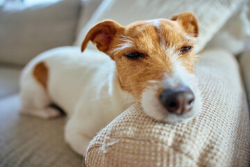Jack Russell terrier resting on sofa in home interior, close up portrait. Sleepy dog lying on beige couch