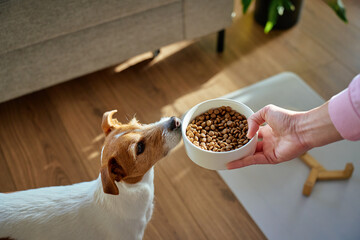 Hungry dog sniffing bowl with dry food held by woman hand at home. Jack Russell terrier dog waiting for feeding. Pet care and dog feeding concept