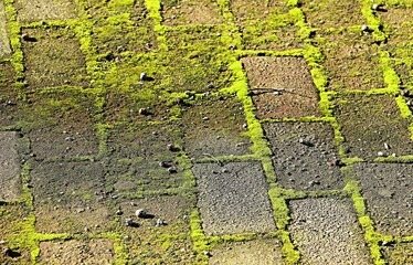 Background, texture of paving slabs in a square, the seams between the tiles overgrown with bright green moss