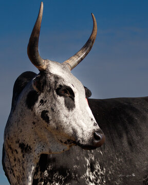 cow black and white, nguni cattle