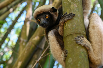 Obraz premium Coquerel s Sifaka (Propithecus coquereli). Endangered and endemic to Madagascar.