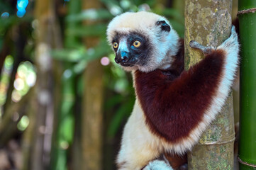 Obraz premium Coquerel s Sifaka (Propithecus coquereli). Endangered and endemic to Madagascar.