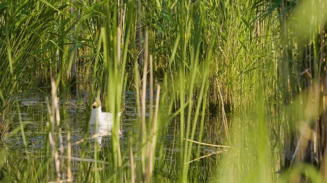 Footage of a small, light-colored bird swimming amongst the lush green reeds and grass on the bank of the Ros River in Ukraine.